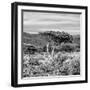 Awesome South Africa Collection Square - Umbrella Acacia Tree II B&W-Philippe Hugonnard-Framed Photographic Print