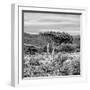 Awesome South Africa Collection Square - Umbrella Acacia Tree II B&W-Philippe Hugonnard-Framed Photographic Print