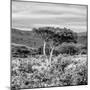 Awesome South Africa Collection Square - Umbrella Acacia Tree II B&W-Philippe Hugonnard-Mounted Photographic Print