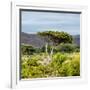 Awesome South Africa Collection Square - Umbrella Acacia Tree II-Philippe Hugonnard-Framed Photographic Print