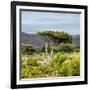 Awesome South Africa Collection Square - Umbrella Acacia Tree II-Philippe Hugonnard-Framed Photographic Print