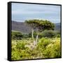 Awesome South Africa Collection Square - Umbrella Acacia Tree II-Philippe Hugonnard-Framed Stretched Canvas