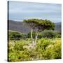 Awesome South Africa Collection Square - Umbrella Acacia Tree II-Philippe Hugonnard-Stretched Canvas