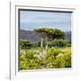 Awesome South Africa Collection Square - Umbrella Acacia Tree II-Philippe Hugonnard-Framed Photographic Print