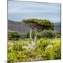 Awesome South Africa Collection Square - Umbrella Acacia Tree II-Philippe Hugonnard-Mounted Photographic Print