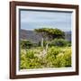 Awesome South Africa Collection Square - Umbrella Acacia Tree II-Philippe Hugonnard-Framed Photographic Print