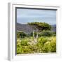 Awesome South Africa Collection Square - Umbrella Acacia Tree II-Philippe Hugonnard-Framed Photographic Print