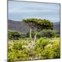 Awesome South Africa Collection Square - Umbrella Acacia Tree II-Philippe Hugonnard-Mounted Photographic Print