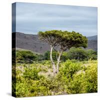 Awesome South Africa Collection Square - Umbrella Acacia Tree II-Philippe Hugonnard-Stretched Canvas