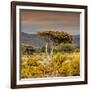 Awesome South Africa Collection Square - Umbrella Acacia Tree III-Philippe Hugonnard-Framed Photographic Print