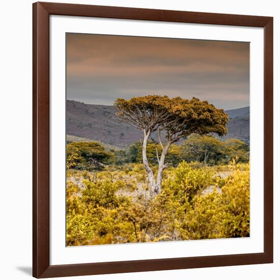 Awesome South Africa Collection Square - Umbrella Acacia Tree III-Philippe Hugonnard-Framed Photographic Print