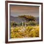 Awesome South Africa Collection Square - Umbrella Acacia Tree III-Philippe Hugonnard-Framed Photographic Print