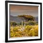 Awesome South Africa Collection Square - Umbrella Acacia Tree III-Philippe Hugonnard-Framed Photographic Print