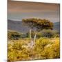 Awesome South Africa Collection Square - Umbrella Acacia Tree III-Philippe Hugonnard-Mounted Photographic Print