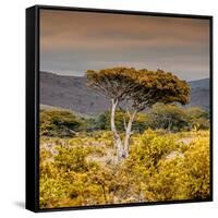Awesome South Africa Collection Square - Umbrella Acacia Tree III-Philippe Hugonnard-Framed Stretched Canvas