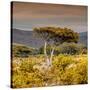 Awesome South Africa Collection Square - Umbrella Acacia Tree III-Philippe Hugonnard-Stretched Canvas