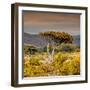 Awesome South Africa Collection Square - Umbrella Acacia Tree III-Philippe Hugonnard-Framed Photographic Print