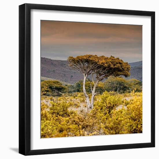 Awesome South Africa Collection Square - Umbrella Acacia Tree III-Philippe Hugonnard-Framed Photographic Print