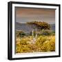 Awesome South Africa Collection Square - Umbrella Acacia Tree III-Philippe Hugonnard-Framed Photographic Print