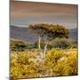 Awesome South Africa Collection Square - Umbrella Acacia Tree III-Philippe Hugonnard-Mounted Photographic Print