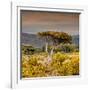 Awesome South Africa Collection Square - Umbrella Acacia Tree III-Philippe Hugonnard-Framed Photographic Print