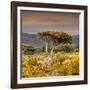 Awesome South Africa Collection Square - Umbrella Acacia Tree III-Philippe Hugonnard-Framed Photographic Print