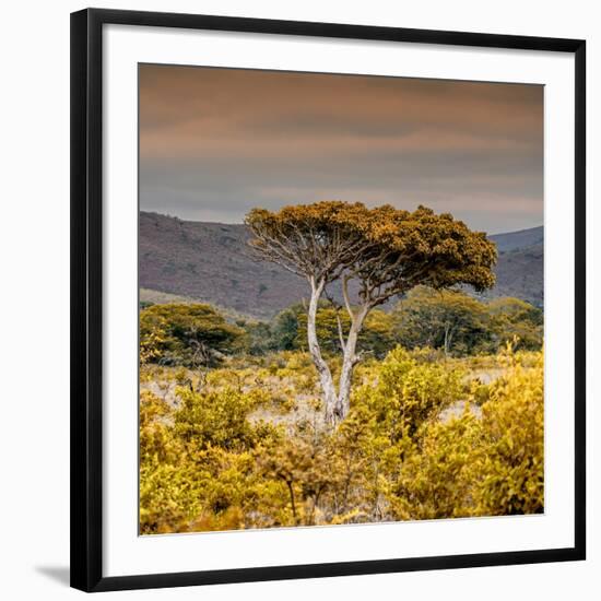 Awesome South Africa Collection Square - Umbrella Acacia Tree III-Philippe Hugonnard-Framed Photographic Print