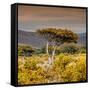 Awesome South Africa Collection Square - Umbrella Acacia Tree III-Philippe Hugonnard-Framed Stretched Canvas