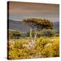 Awesome South Africa Collection Square - Umbrella Acacia Tree III-Philippe Hugonnard-Stretched Canvas