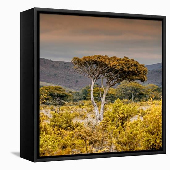 Awesome South Africa Collection Square - Umbrella Acacia Tree III-Philippe Hugonnard-Framed Stretched Canvas