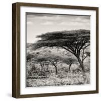 Awesome South Africa Collection Square - Umbrella Acacia Tree-Philippe Hugonnard-Framed Photographic Print