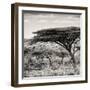 Awesome South Africa Collection Square - Umbrella Acacia Tree-Philippe Hugonnard-Framed Photographic Print