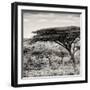 Awesome South Africa Collection Square - Umbrella Acacia Tree-Philippe Hugonnard-Framed Photographic Print