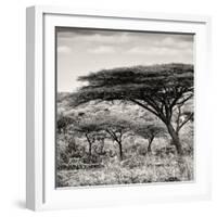 Awesome South Africa Collection Square - Umbrella Acacia Tree-Philippe Hugonnard-Framed Photographic Print