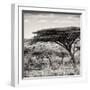Awesome South Africa Collection Square - Umbrella Acacia Tree-Philippe Hugonnard-Framed Photographic Print