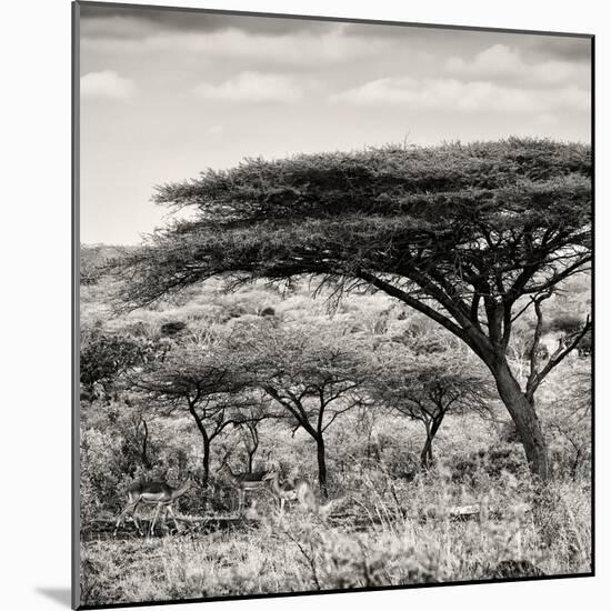 Awesome South Africa Collection Square - Umbrella Acacia Tree-Philippe Hugonnard-Mounted Photographic Print