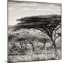 Awesome South Africa Collection Square - Umbrella Acacia Tree-Philippe Hugonnard-Mounted Photographic Print