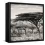 Awesome South Africa Collection Square - Umbrella Acacia Tree-Philippe Hugonnard-Framed Stretched Canvas