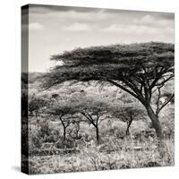 Awesome South Africa Collection Square - Umbrella Acacia Tree-Philippe Hugonnard-Stretched Canvas