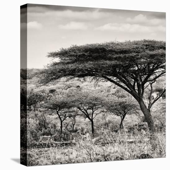 Awesome South Africa Collection Square - Umbrella Acacia Tree-Philippe Hugonnard-Stretched Canvas