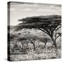 Awesome South Africa Collection Square - Umbrella Acacia Tree-Philippe Hugonnard-Stretched Canvas