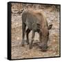 Awesome South Africa Collection Square - Warthog-Philippe Hugonnard-Framed Stretched Canvas