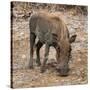 Awesome South Africa Collection Square - Warthog-Philippe Hugonnard-Stretched Canvas