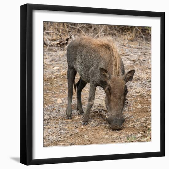 Awesome South Africa Collection Square - Warthog-Philippe Hugonnard-Framed Premium Photographic Print