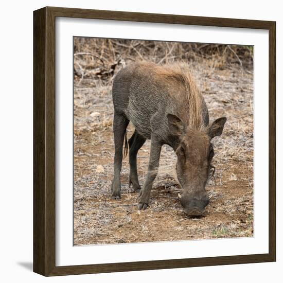 Awesome South Africa Collection Square - Warthog-Philippe Hugonnard-Framed Photographic Print