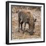 Awesome South Africa Collection Square - Warthog-Philippe Hugonnard-Framed Photographic Print