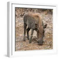 Awesome South Africa Collection Square - Warthog-Philippe Hugonnard-Framed Photographic Print