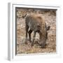 Awesome South Africa Collection Square - Warthog-Philippe Hugonnard-Framed Photographic Print