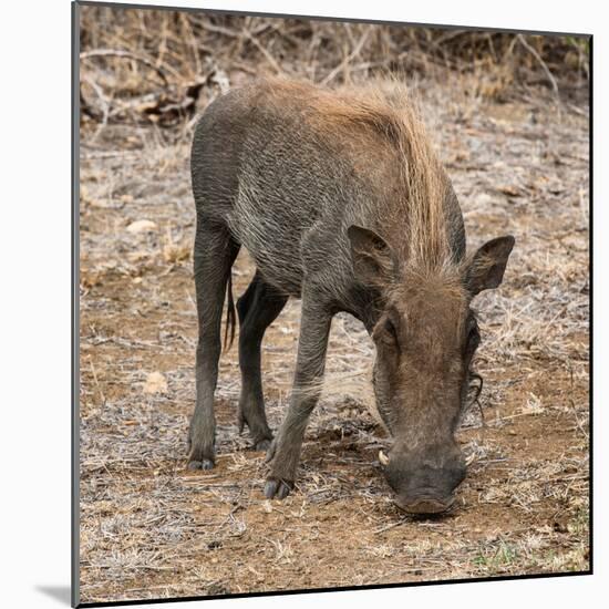 Awesome South Africa Collection Square - Warthog-Philippe Hugonnard-Mounted Photographic Print