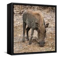 Awesome South Africa Collection Square - Warthog-Philippe Hugonnard-Framed Stretched Canvas